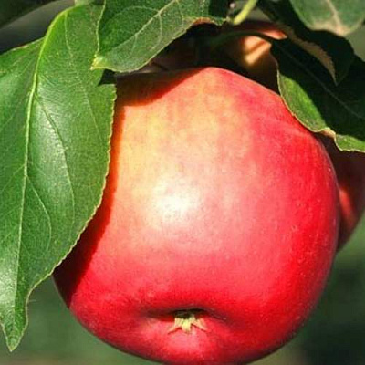 Яблоня КАТЯ в Актобе