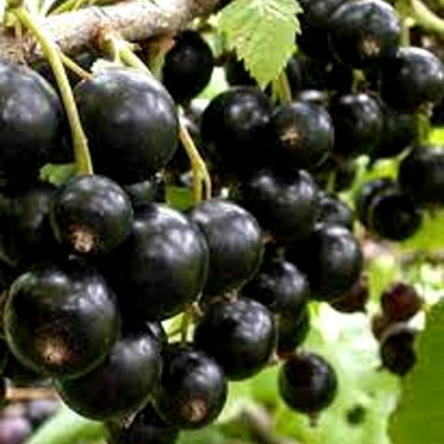 Смородина черная ОРЛОВСКИЙ ВАЛЬС в Актобе