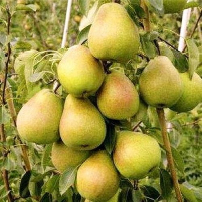 Груша МЛИЕВСКАЯ РАННЯЯ в Актобе