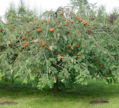 Рябина ПЛАКУЧАЯ сладкоплодная в Актобе