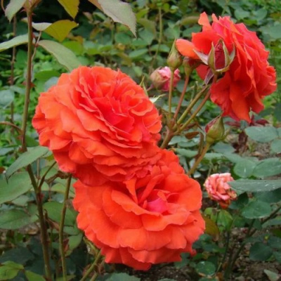 Роза АНЖЕЛИКА чайно-гибридная в Актобе