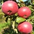 Яблоня ВАЛЮТА колонновидная в Актобе