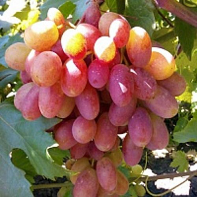 Виноград ПРЕОБРАЖЕНИЕ в Актобе