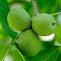 Орехи в Актобе