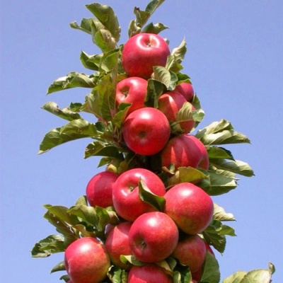 Яблоня СОЗВЕЗДИЕ колонновидная в Актобе
