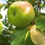 Яблоня ИКША колонновидная в Актобе