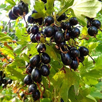 Смородина золотистая ОВАЛЬНАЯ в Актобе