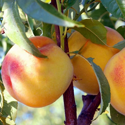 Колонновидные персики в Актобе