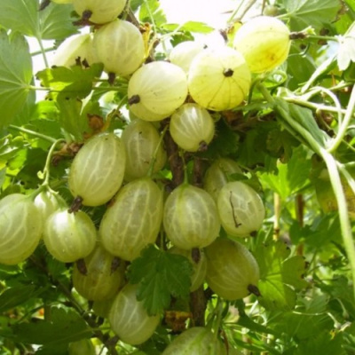 Крыжовник ИНВИКТА в Актобе