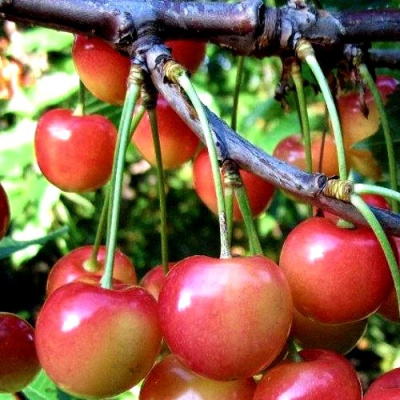 Черешня ГАСТИНЕЦ в Актобе