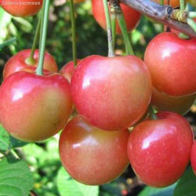 Черешня ЮЛИЯ в Актобе