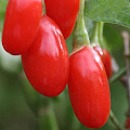 Годжи (чудо-ягода) в Актобе