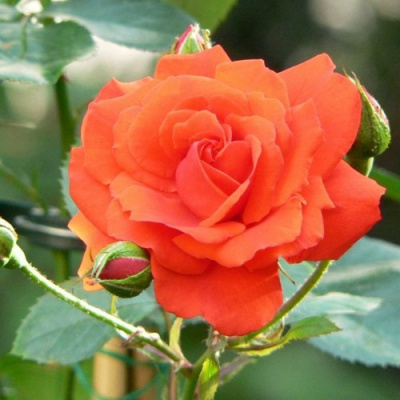 Роза АНЖЕЛИКА чайно-гибридная в Актобе