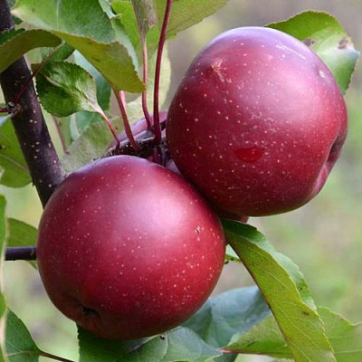 Яблоня красномясая в Актобе