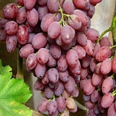 Виноград ПАМЯТИ СМИРНОВА в Актобе