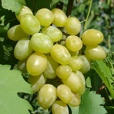Виноград в Актобе