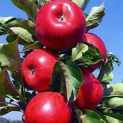 Колонновидные яблони в Актобе