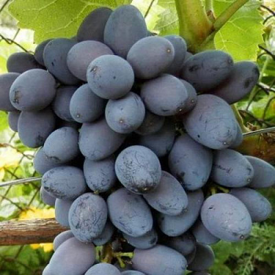 Черный виноград в Актобе