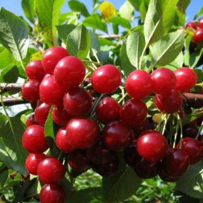 Вишня ЛЮБСКАЯ в Актобе