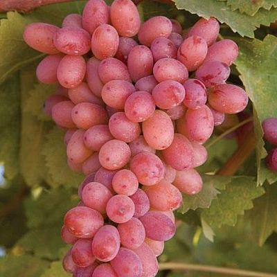 Розовый виноград в Актобе