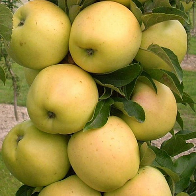 Яблоня колонновидная в Актобе