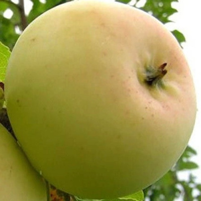 Яблоня БАНАНОВОЕ в Актобе